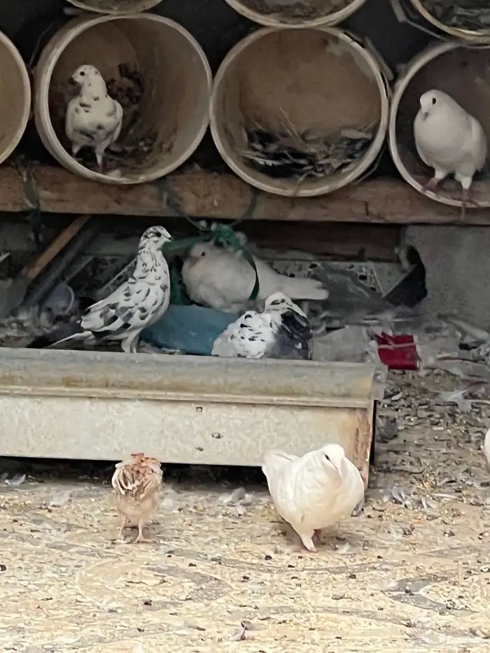 حمام للبيع فيه جمله وت فريدي الجملة 250 العدد 22 حمامه منتج 18