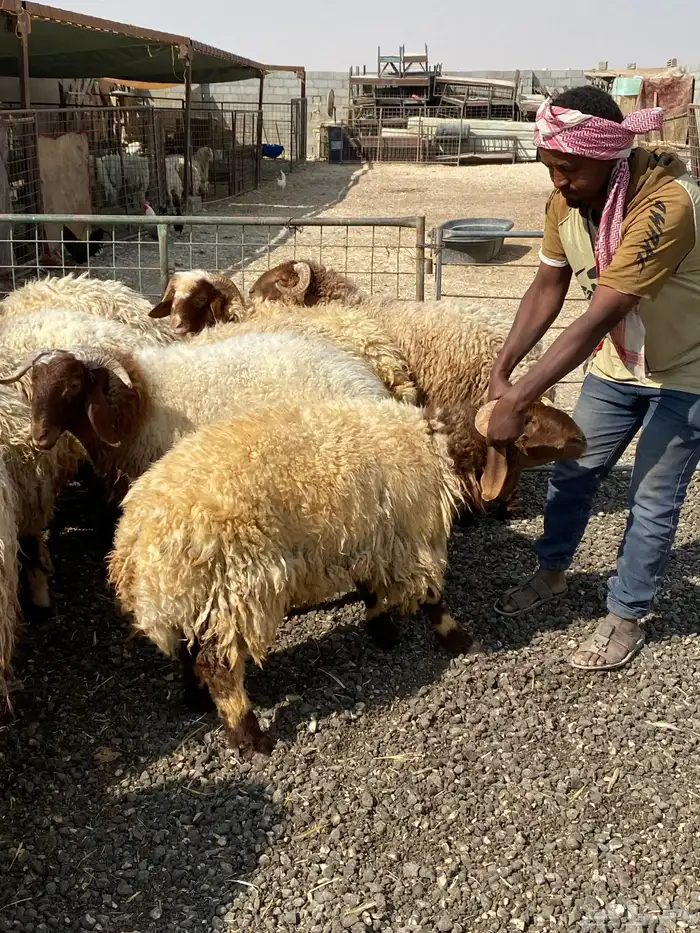 طليان نعيمي جبر ناهي 35