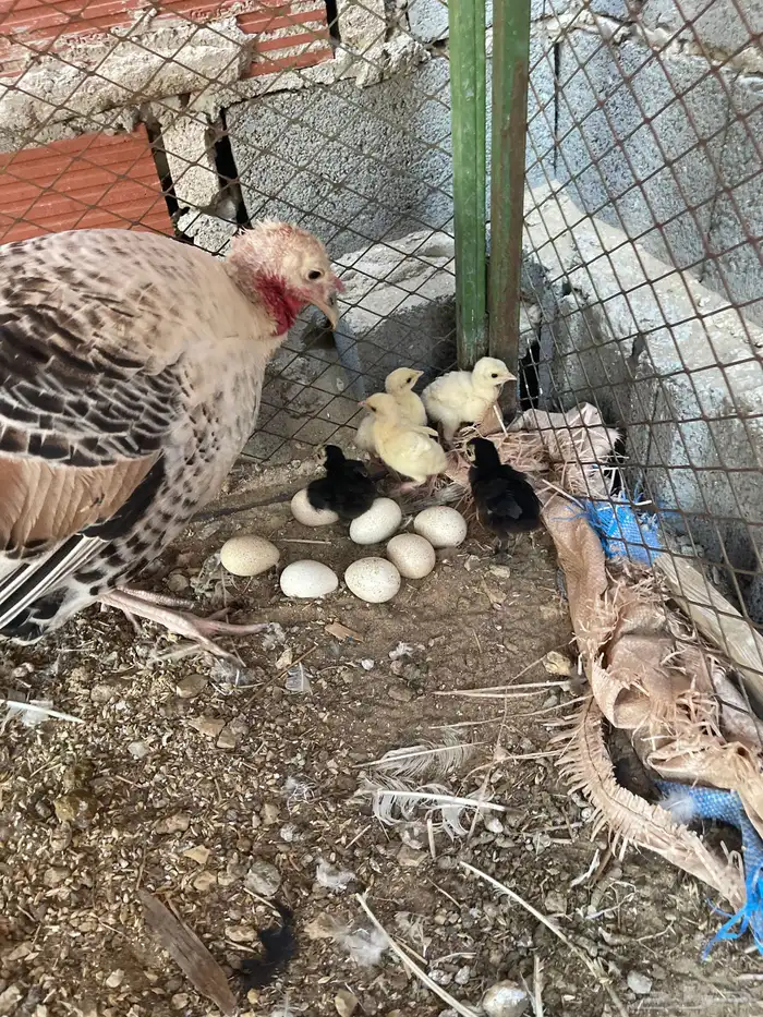 دجاجة رومية معها 5 فروخ وباقي 7 بيضات للحين مافقست 1