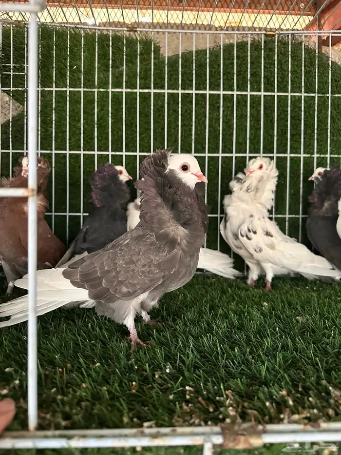 حمام بلجيكي 5