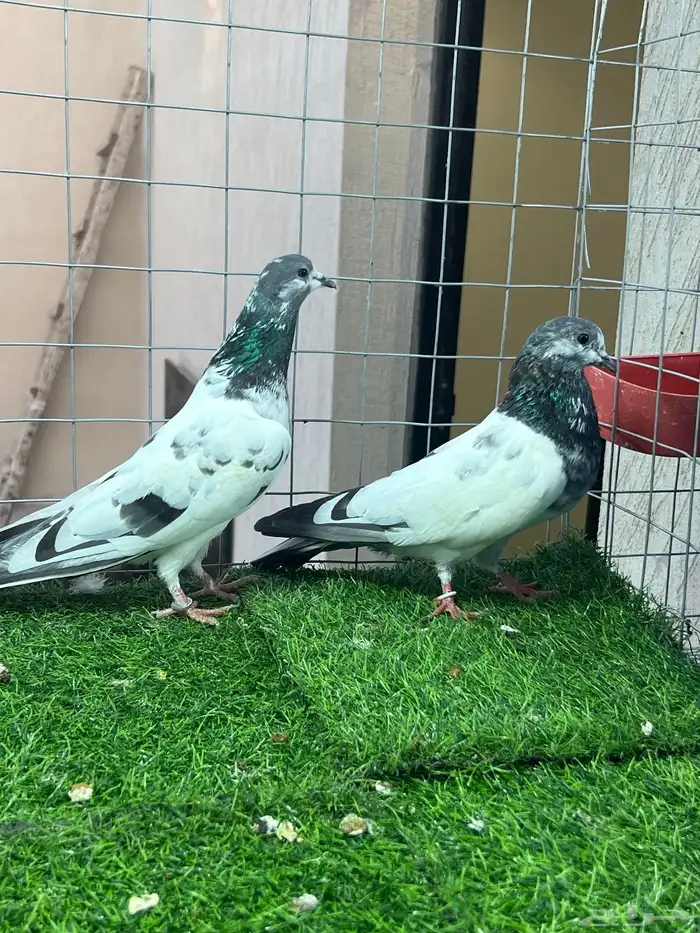 حمام باكستاني علي ولا 1