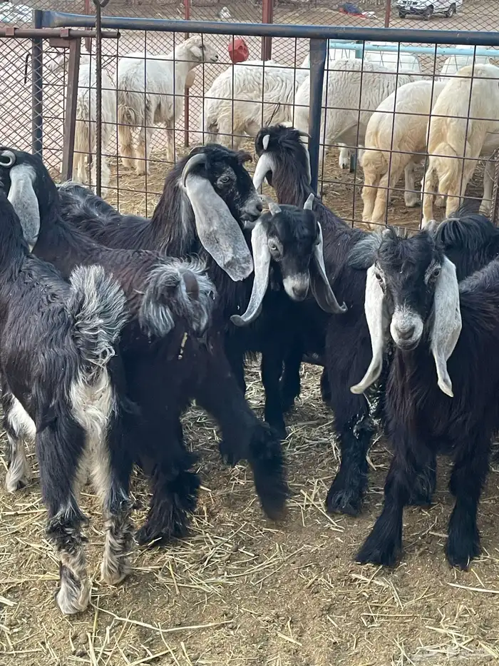 تيوس وجفرات 6