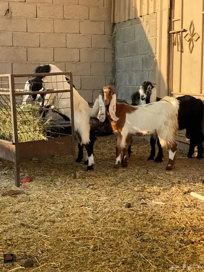 جفار العدد 4 index