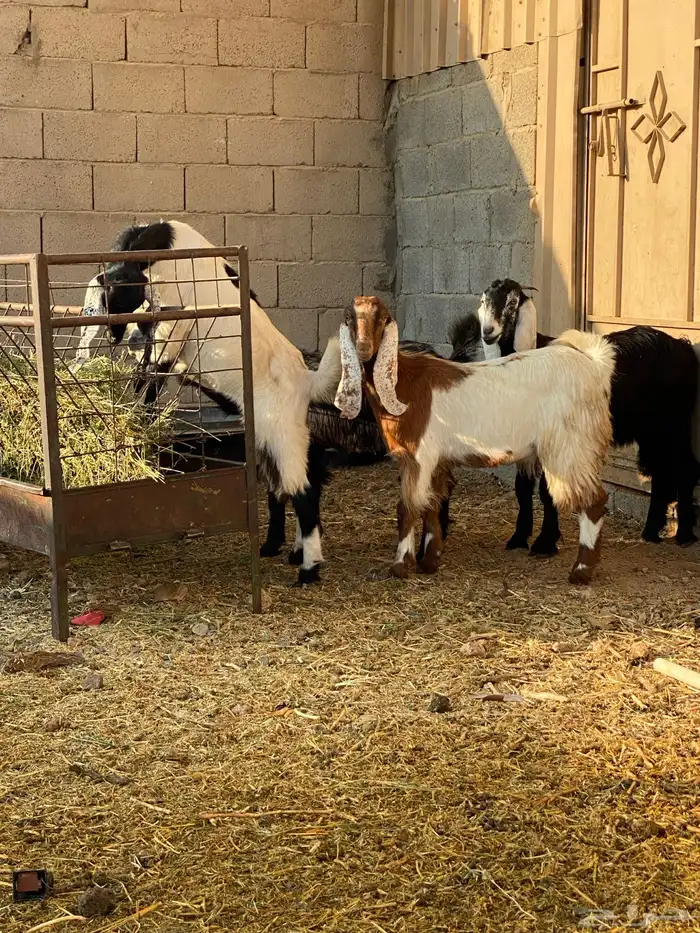 جفار العدد 4 6