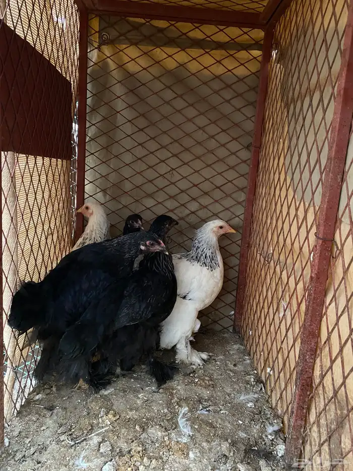 فروخ على مستوى 3