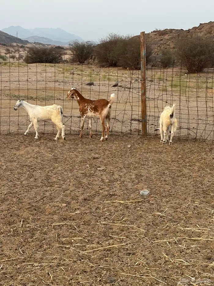 جفار للبيع ذبايح 2