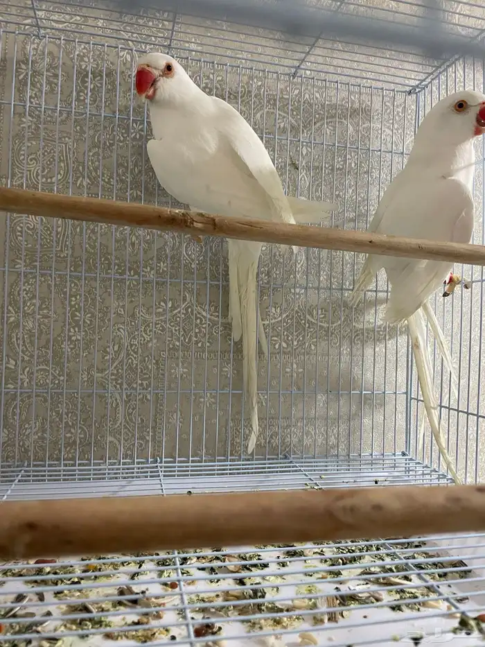 زوج درة البينو 1