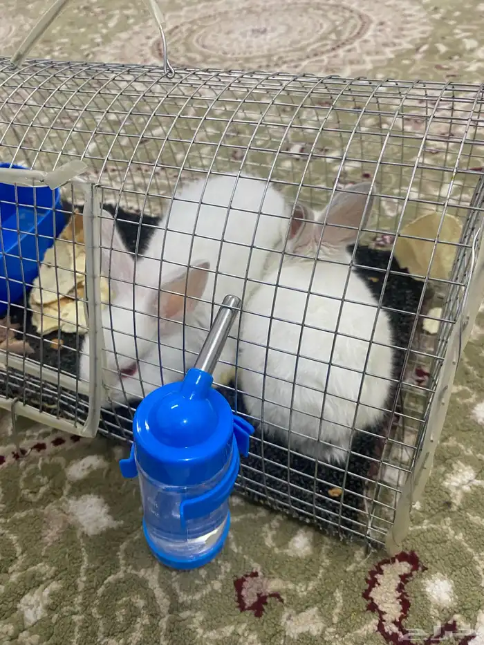 ارانب للبيع 0