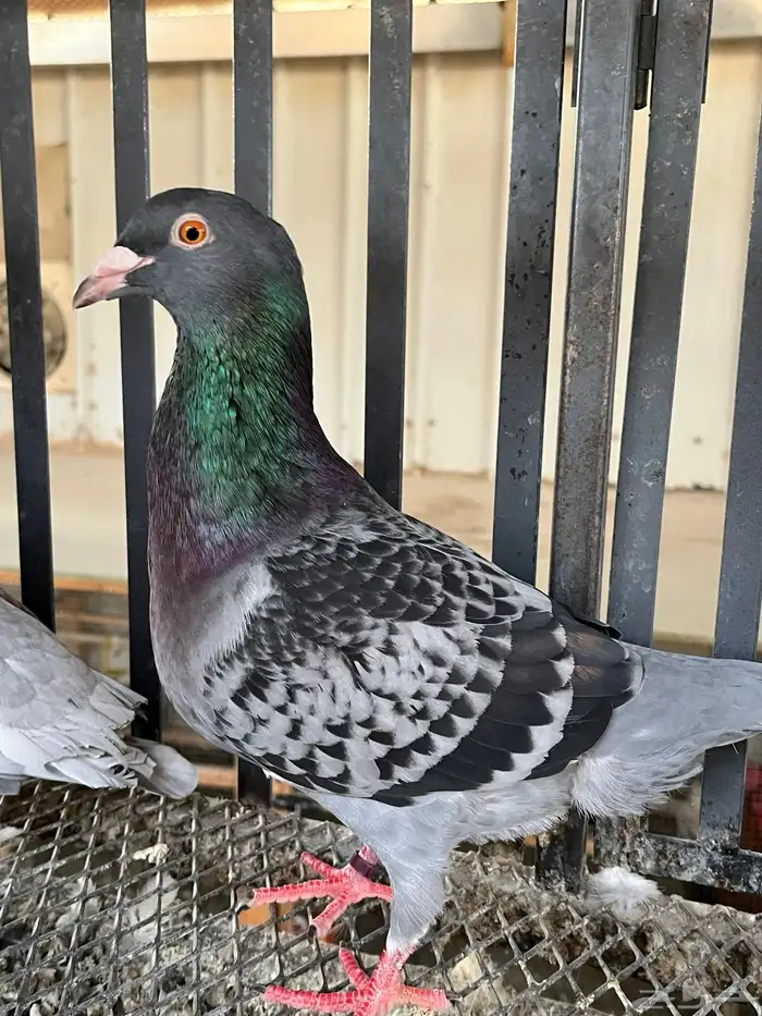 حمام زاجل هولندي 0