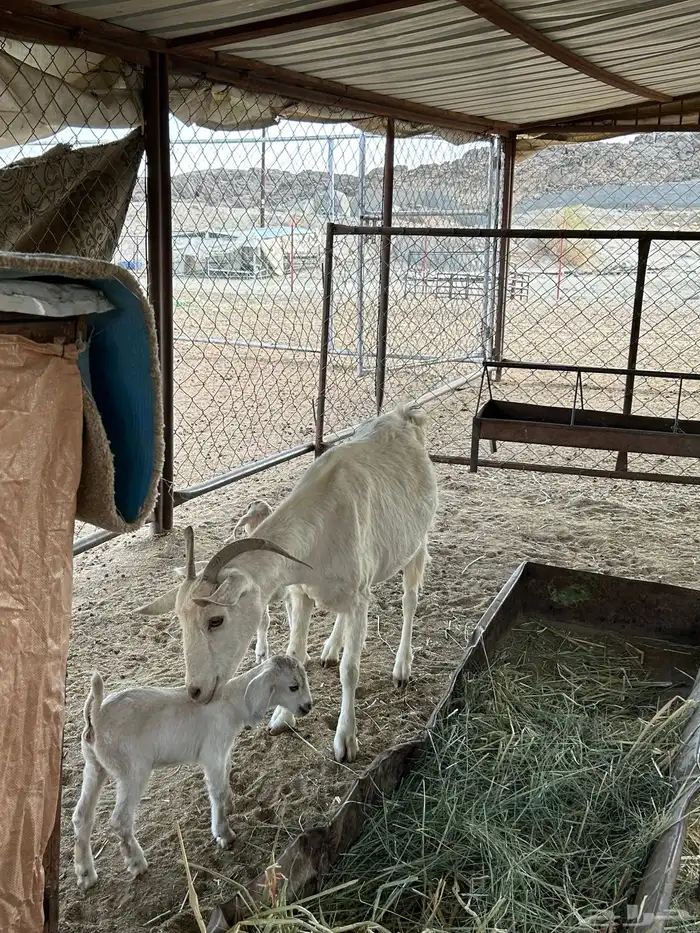 عنزين مولده للبيع 3