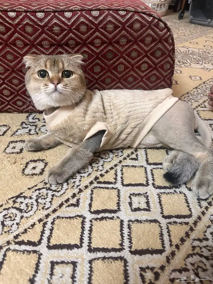 قط سكوتش ذكر 5