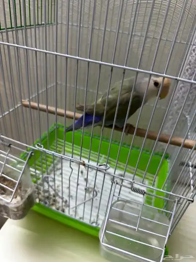 سبب البيع بسافر index