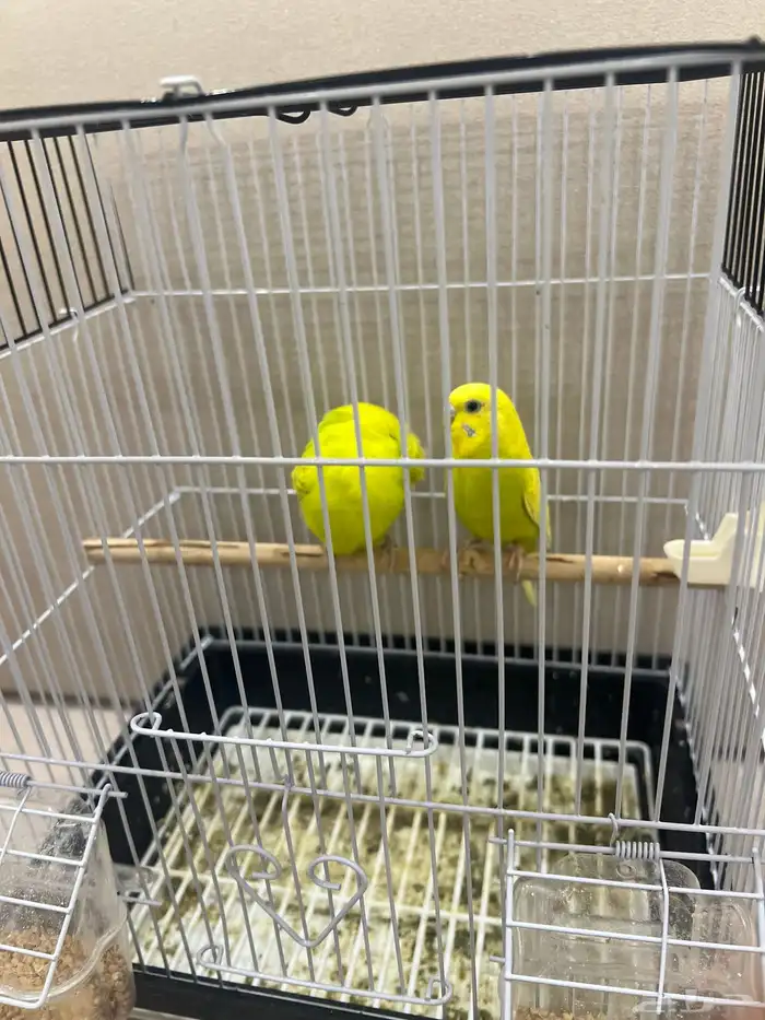 طائر الحب البادجي 1