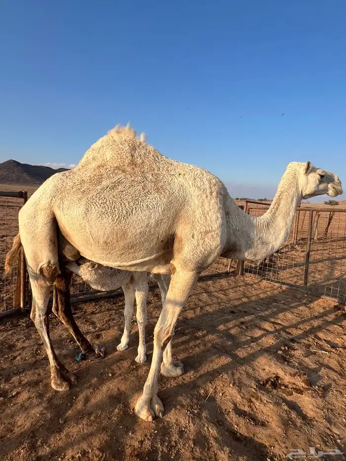 خلفه للبيع 4