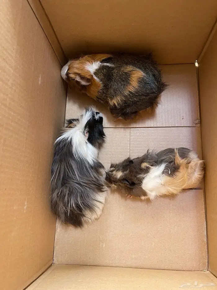 ذكر وبرة وثنتين إناثي منتجين وكبار 0