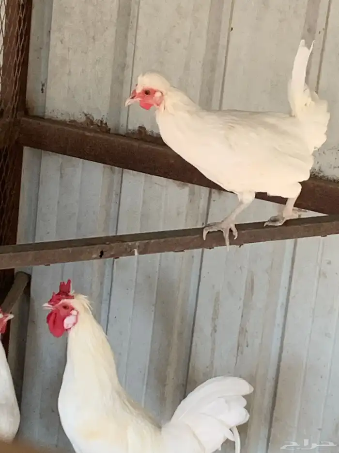 طقم حساوي اصيل 1