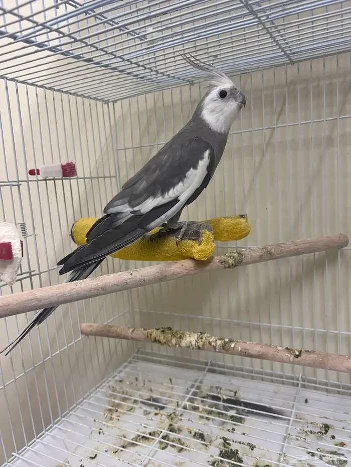 ذكر كروان وايت فيس 1