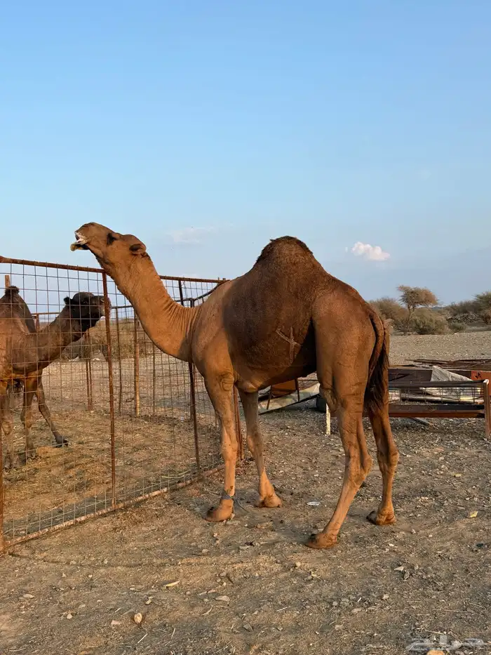 بعير حمر مشروط ضراب وعشار 5