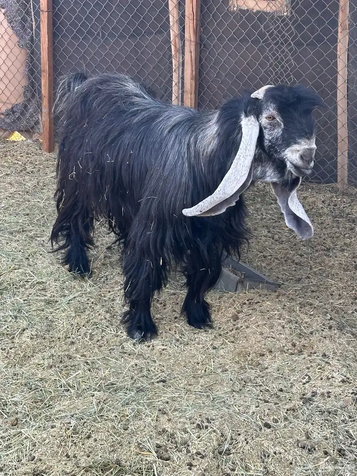 تيس فحل عارضي 4