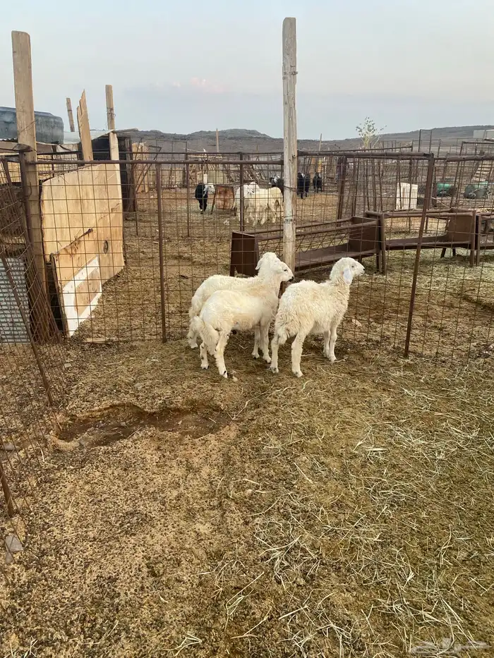 للبيع خروف ورخل حبص وخروف رفيدي 0