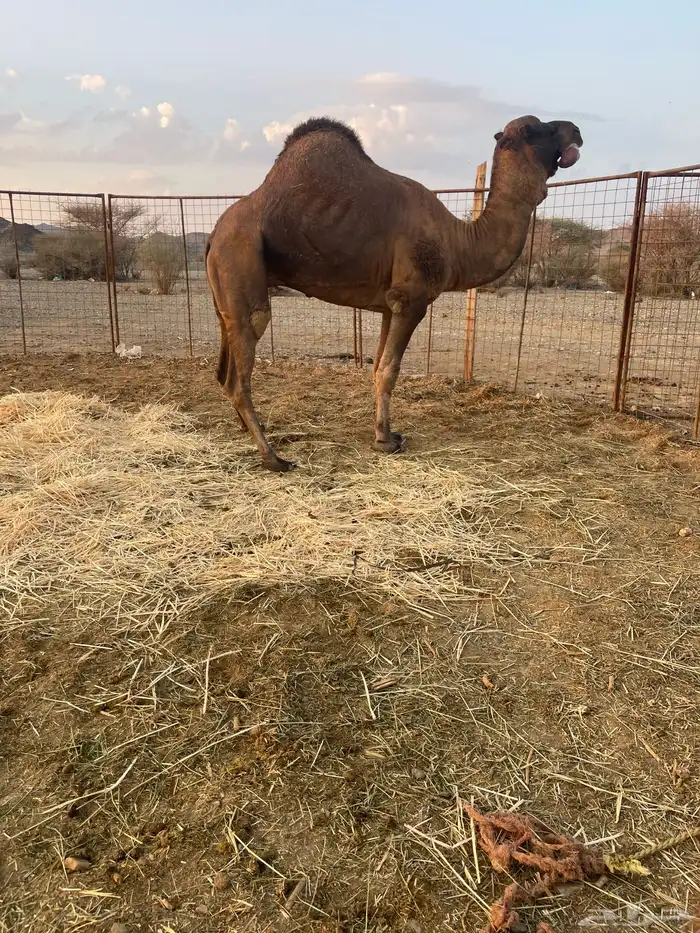 جمل احمر ادهم 2