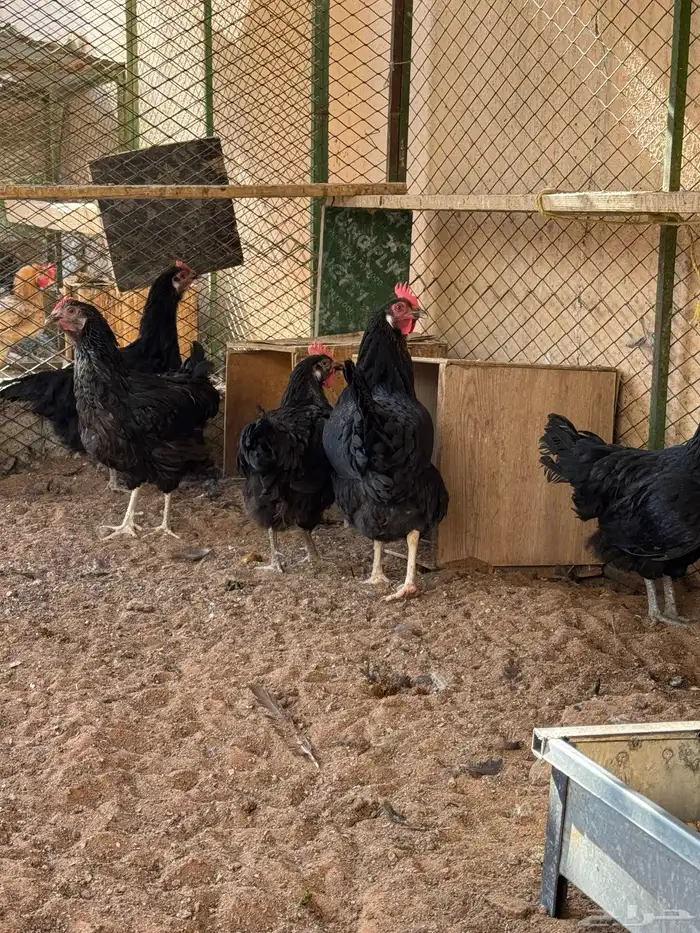 دجاج تركي منتج 8