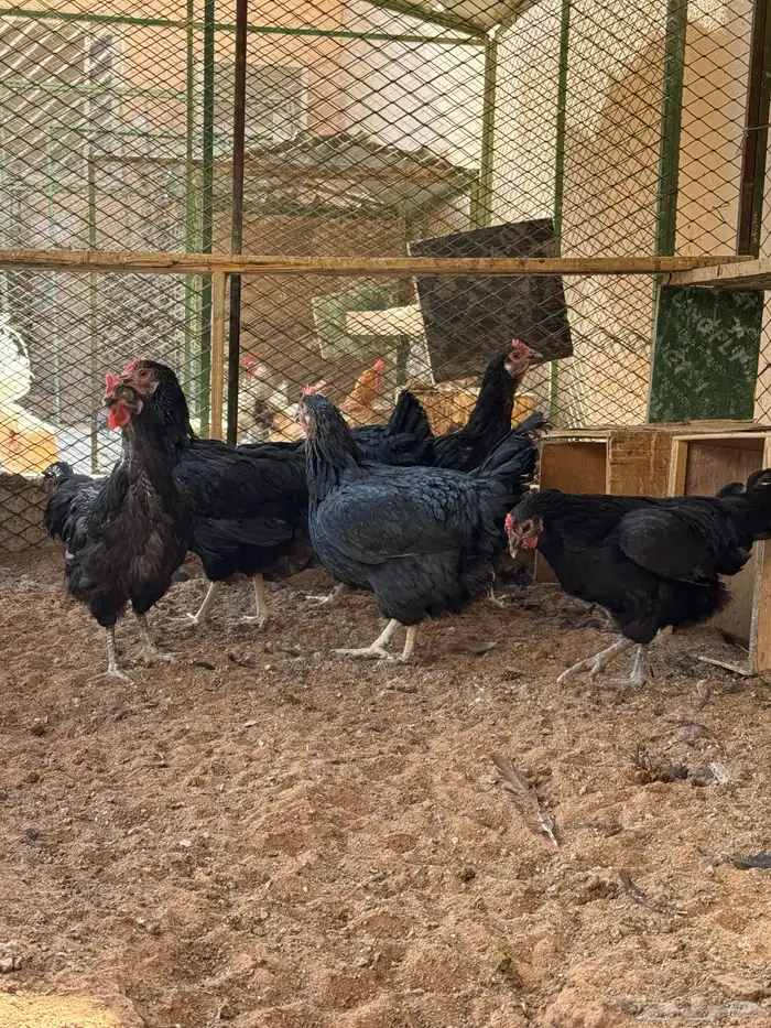 دجاج تركي منتج 5