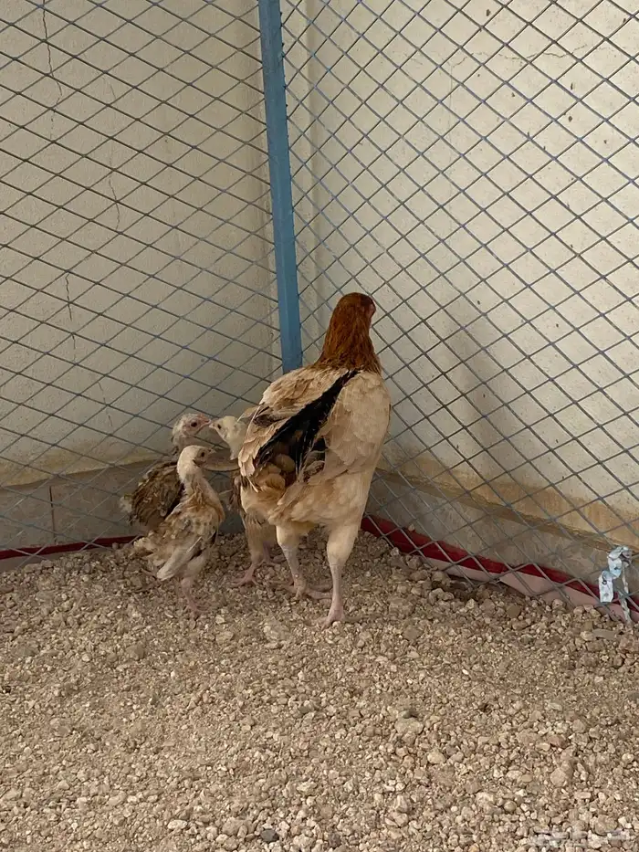 دجاجه مفرخه للبيع 1