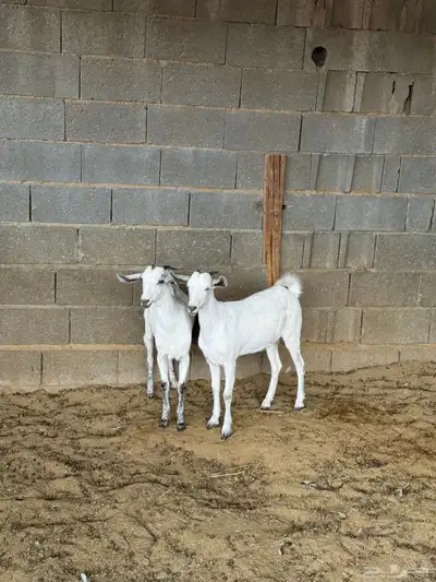 جفار على الشرط index