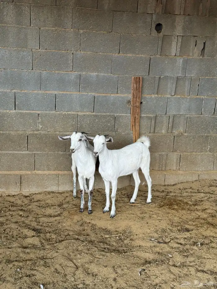 جفار على الشرط 5