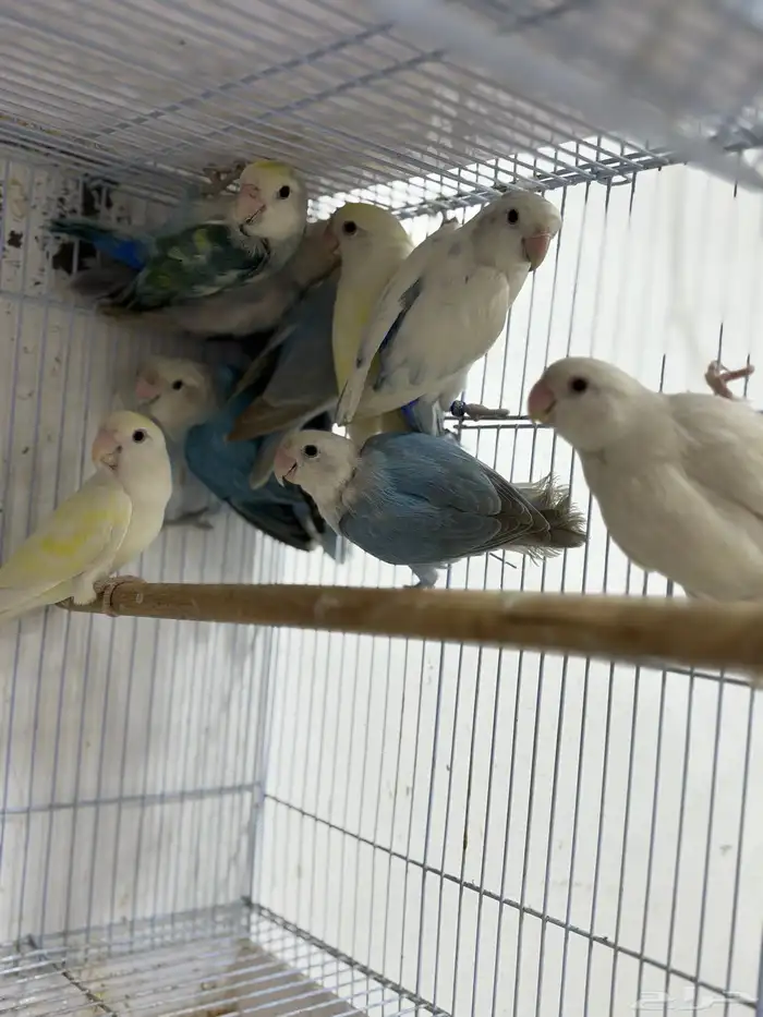 للبيع 10 حبات روز مشيولين من حضيره 1