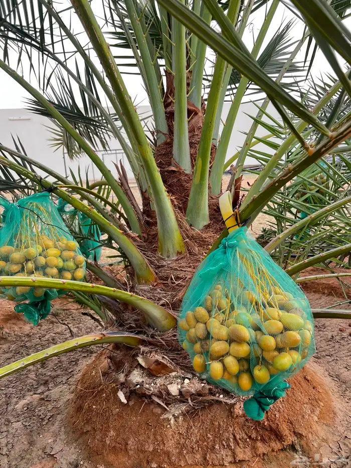 نخل عربي مثمر نخيل للبيع 5
