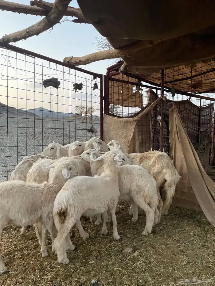 ضان ولد حبص 8