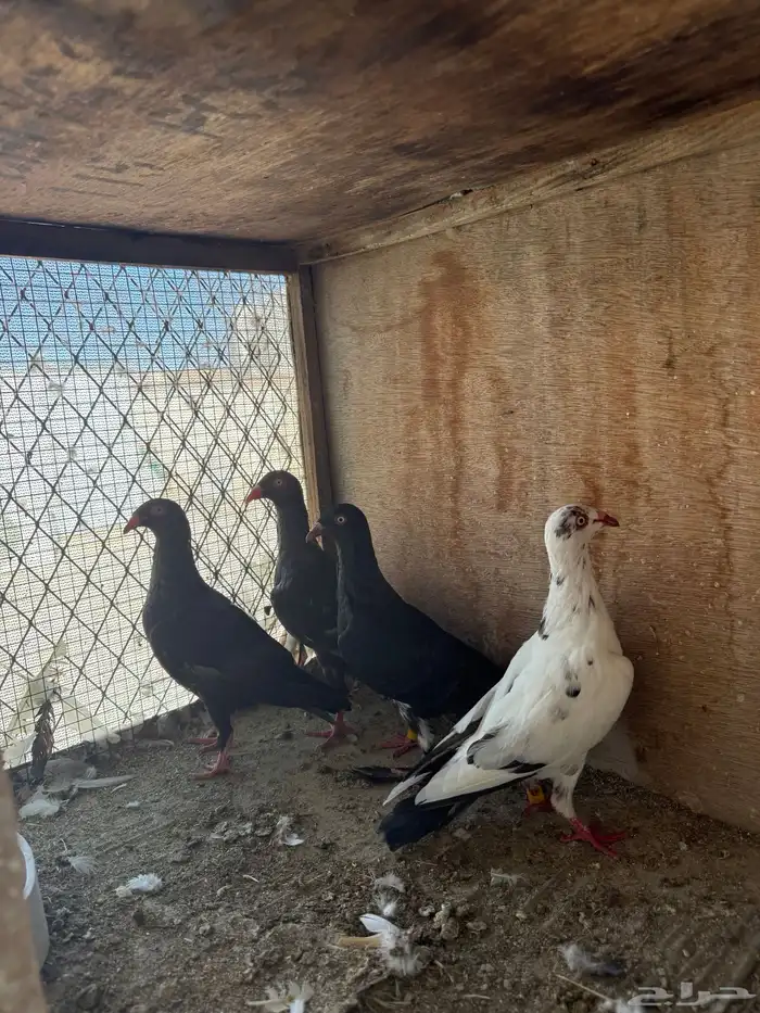 حمام طبات دنش وفحل سوداني جامبو 11