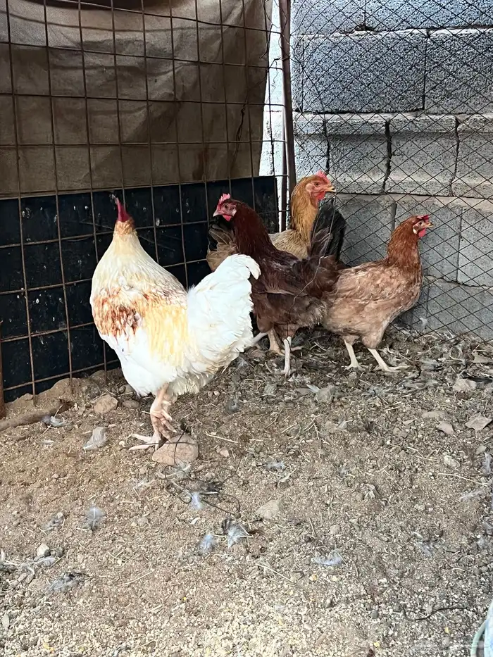 للبيع دجاج ديك تركي طيبه 2