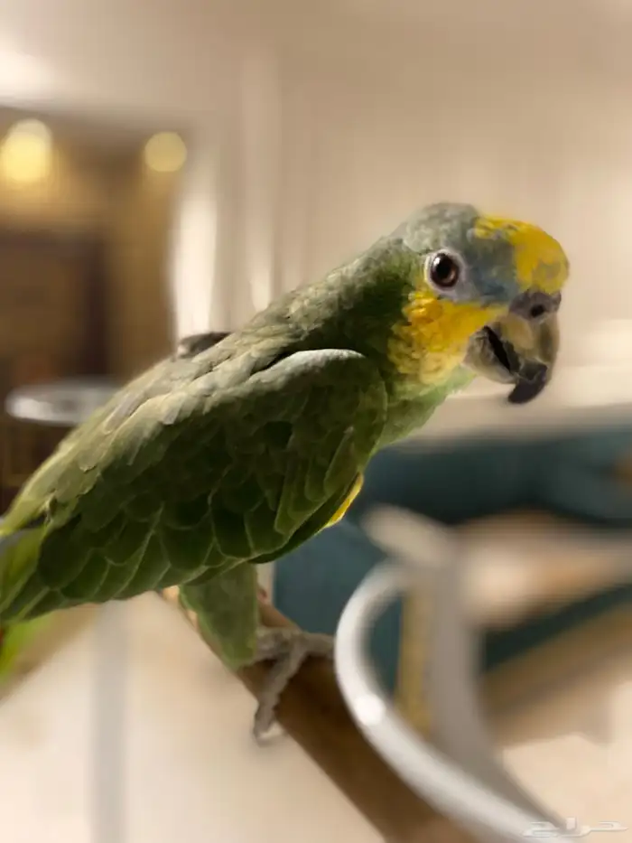 امزوني اليف هدد 2