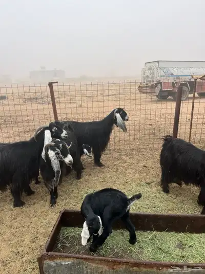 معزا عوارض خلفات index