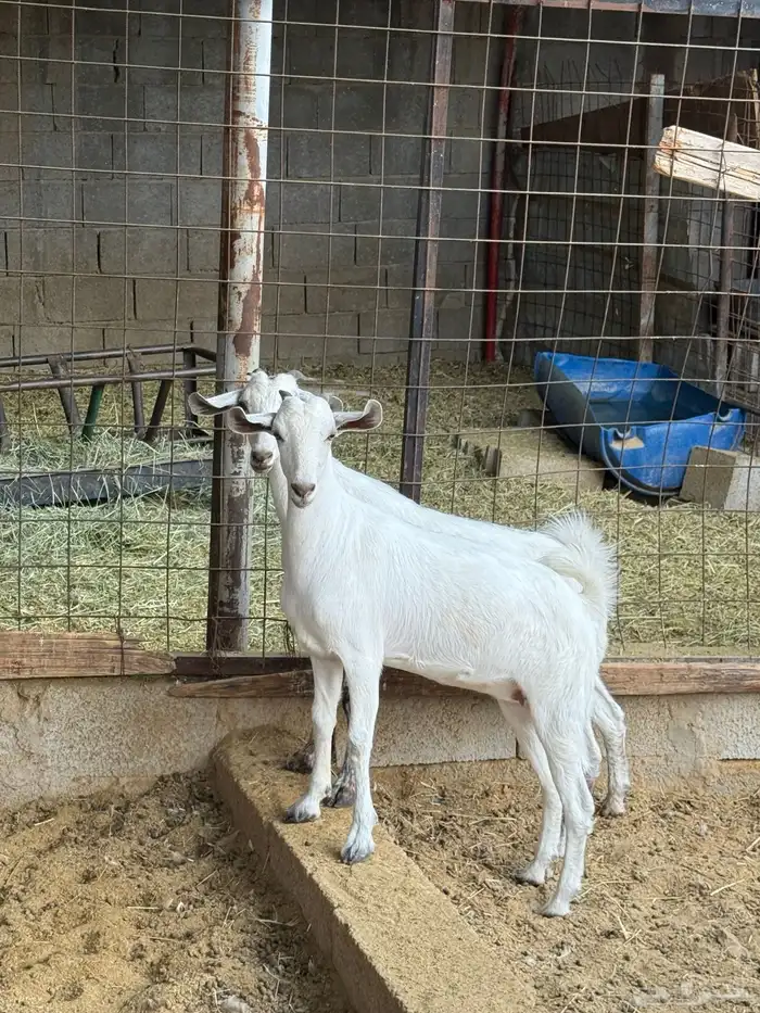 جفار على الشرط 0