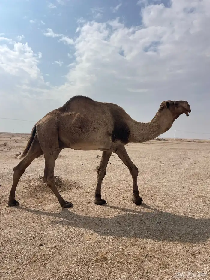 البعير الفحل الأشعل 1