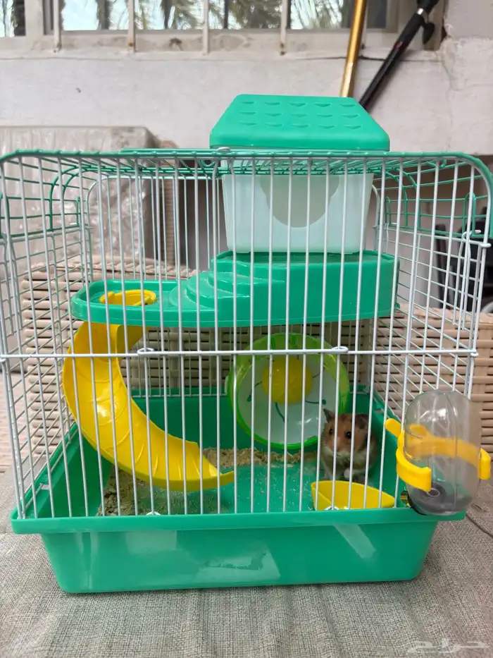 هامستر للبيع 0