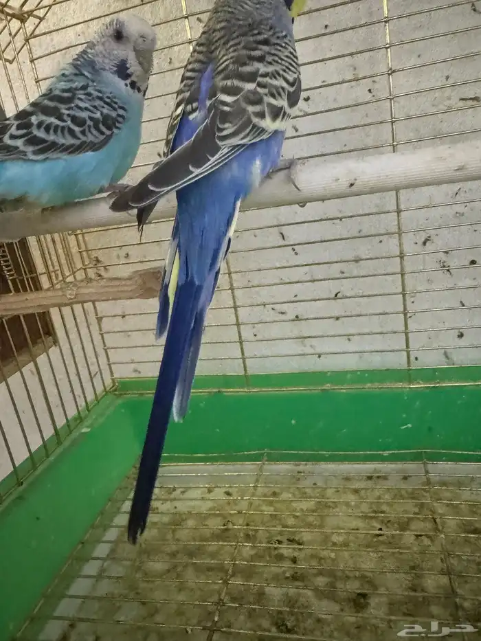 بادجي هولندي 1