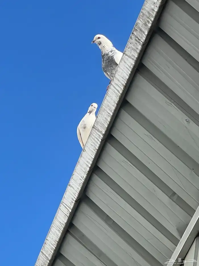 حمام للبيع فيه جمله وت فريدي الجملة 250 العدد 22 حمامه منتج 16