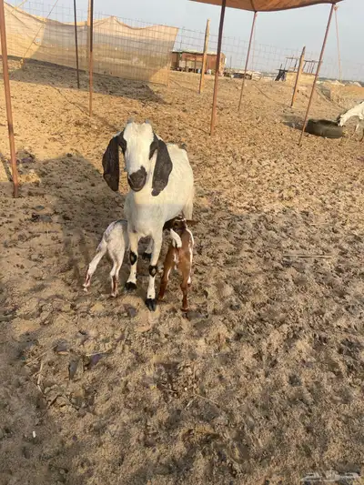 عنز بيشية تحتها 2 index