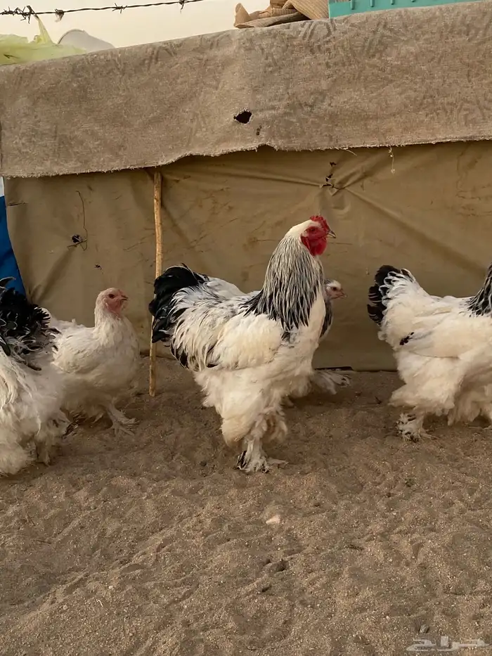 فروخ على مستوى 8