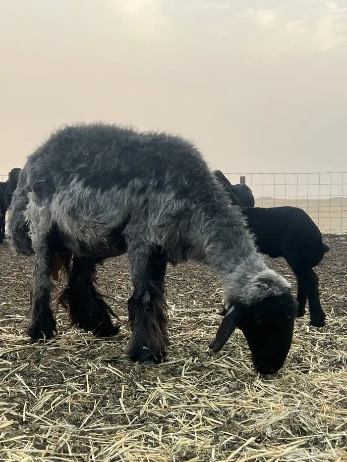 غنم مراح وسم واحد صنف 0