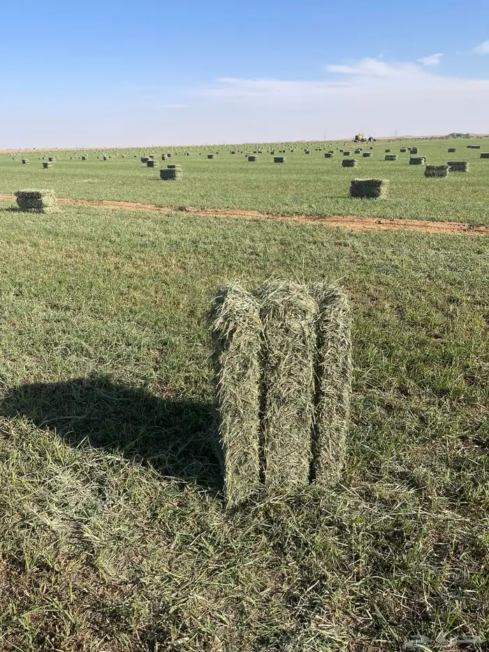 بلوبنك علف 0