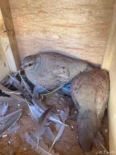 الحجل للبيع index