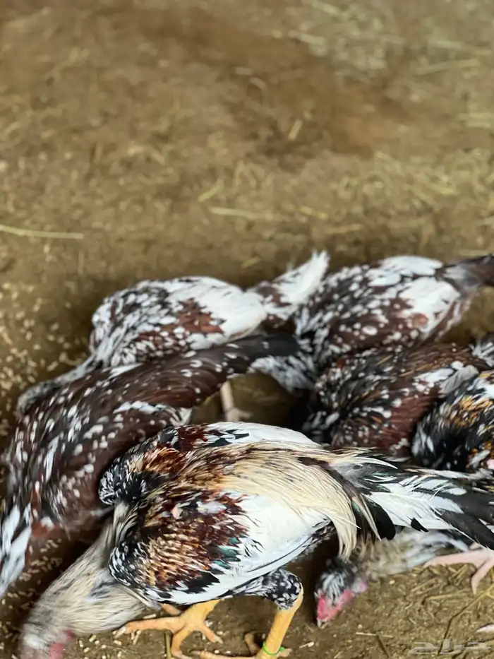 دجاج بكساتني سندي فولو 2