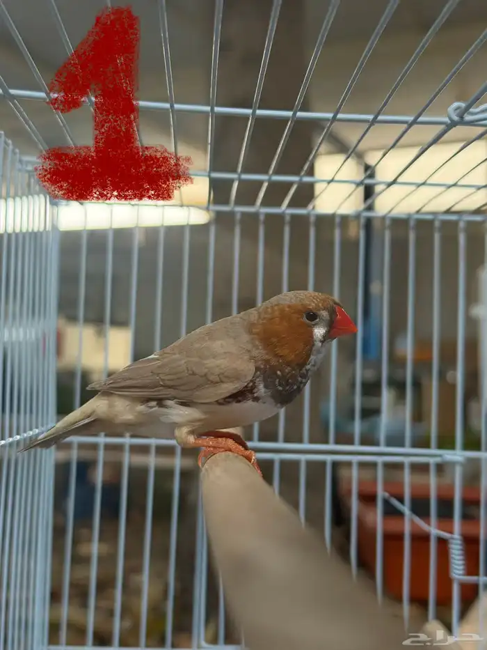 طيور زوبرا 0