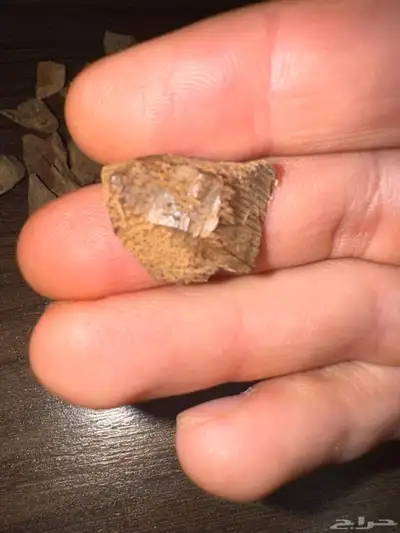 دقة عود سيلاني قديمة وثقيلة ( 20 جرام ) index